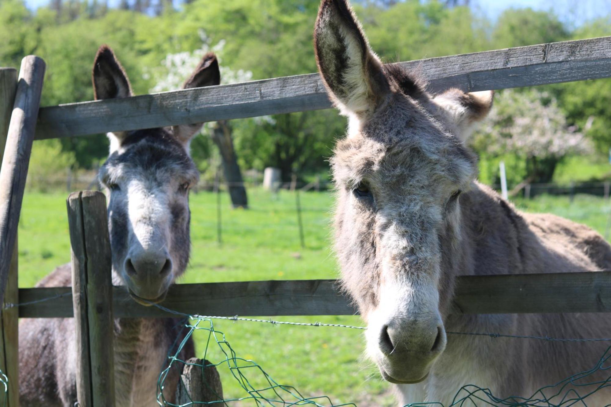 B&B Ferme Du Petit Breuil ヴェルヴィエ エクステリア 写真