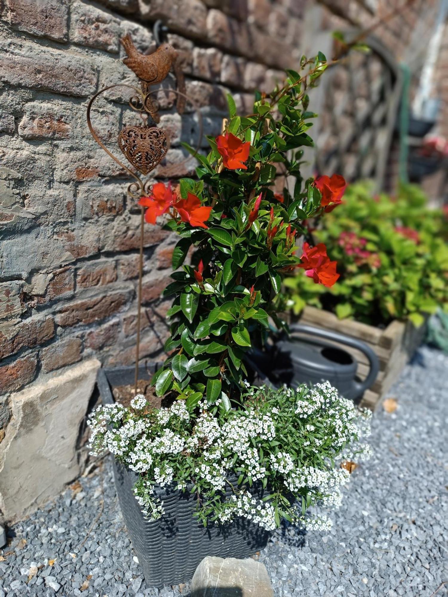 B&B Ferme Du Petit Breuil ヴェルヴィエ エクステリア 写真